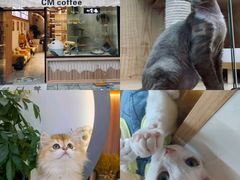 -山宅一喵德文卷毛猫舍