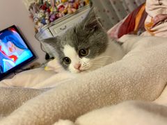 -babydoll猫舍·米努特·德文·缅因(久光中心店)