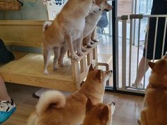 -南京Hallo宠物乐园·哈罗犬舍·柴犬繁育基地