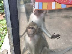 -海南热带野生动植物园