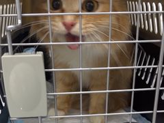 -爱洗澡的猫(天河路店)
