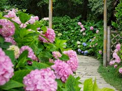 -上海共青森林公园