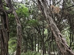 -嘉定紫藤园