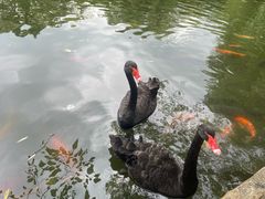 -合肥野生动物园