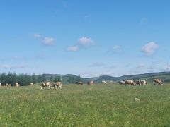 -御道口草原森林风景区