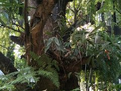 -Fern Forest Cafe