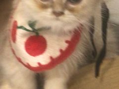 -楼上猫咖(罗湖店)