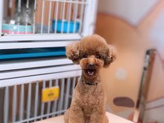 -小尾巴宠物店(万科·金域华庭店)