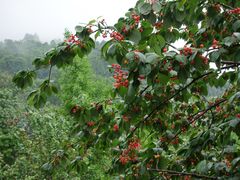 -樱桃山旅游景区