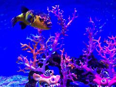 -上海海昌海洋公园