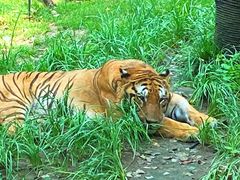 -北京野生动物园