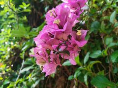 -深圳仙湖植物园