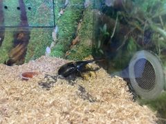 -上海大自然野生昆虫馆