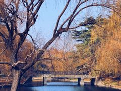 -上海共青森林公园