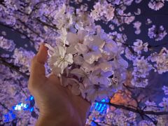 -嘉定紫藤园