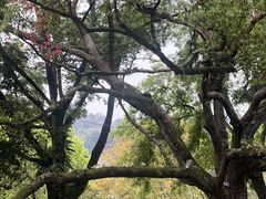 -永安龟山公园