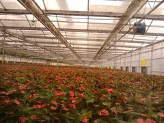 -西部兰花园生态园