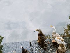 -阿育王寺