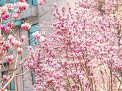 -后襄河公园