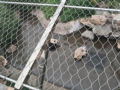 -沈阳森林动物园