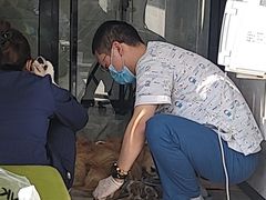-北京派仕佳德动物医院·超导核磁·CT·神经科·骨科·内外科·急重症管理中心