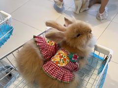 -怪兽屋·羊驼·猫咖·狗咖(俊华广场店)