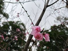 -金鸡山公园