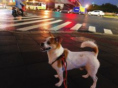 -PETKIT小佩宠物(古北店)