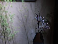 -觀芷隐轩