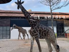 -灵玲国际马戏城