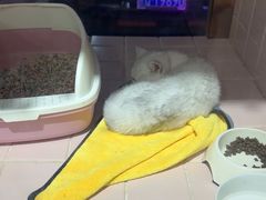 -FAELING PETS美天灵宠物(富力广场店)