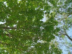 -长白岛森林公园