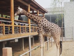 -石家庄市动物园