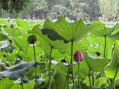 -莲池书院博物馆