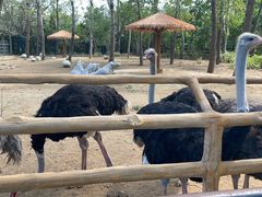 -大连森林动物园