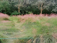 -昆山城市生态森林公园