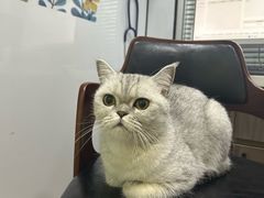 -pd派德宠物中心医院24H急重症·眼科中心·血液透析中心(嵩山北路店)