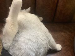 -猫小院猫主题餐厅(三里屯店)