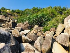 -广东惠东海龟国家级自然保护区