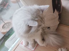 -猫和宫(六道口店)