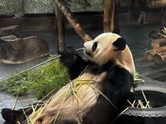 -上海野生动物园