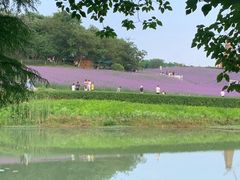 -大塘金香草谷