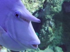 -悉尼海洋生物水族馆