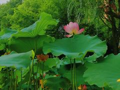 -陈家山荷花公园