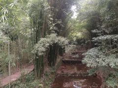-川西竹海景区