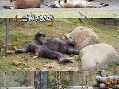 -上海野生动物园
