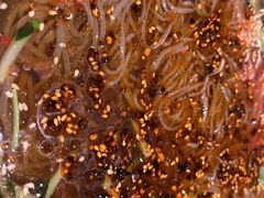 -枪火串烧·东北特色烧烤(罗湖总店)