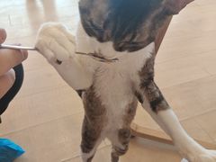 -Let's go狗咖·猫咖·奶狗·桌游(春熙路IFS店)