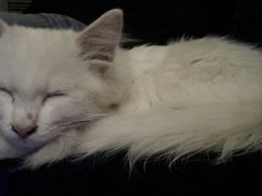 android_upload_pic-Sirena海妖日咖夜酒