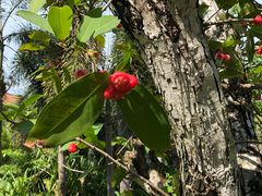 -三亚海棠湾万丽度假酒店